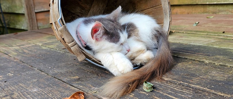 Sleeping Kitten in a Basket
