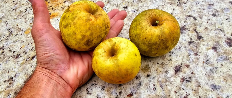 Golden Delicious Apples
