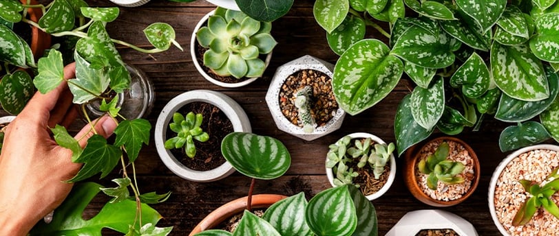 Vasos de plantas