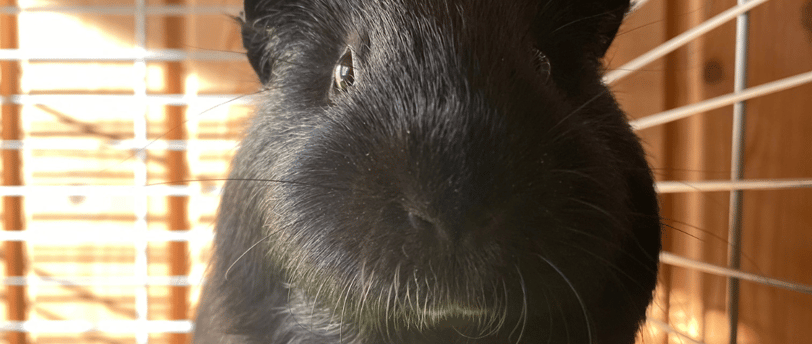self-care rituals, self caring rituals, blog post