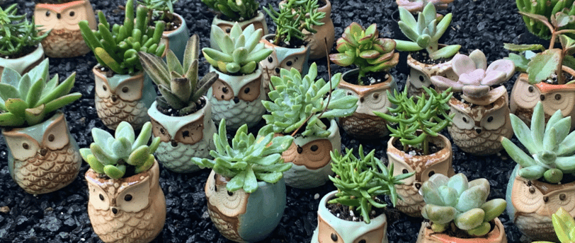 a group of small ceramic pots with succulent plants