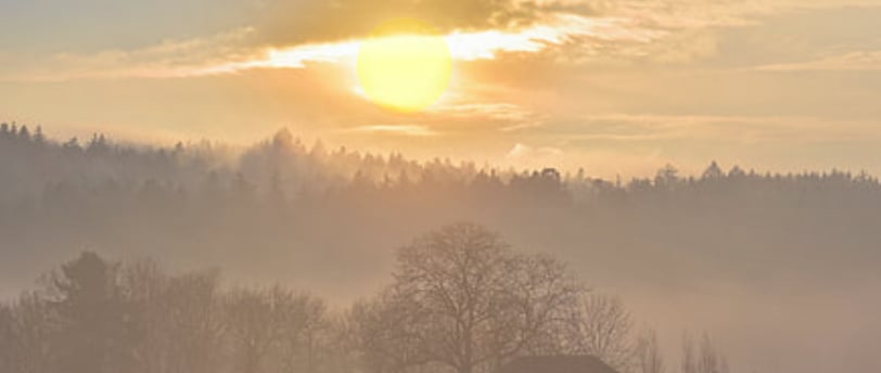 foggy outdoor wooded area with the sun shining through