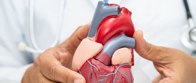 a doctor holding a heart shaped model of a heart