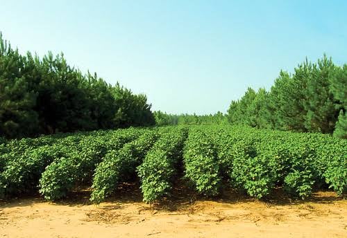 Unlocking the Potential of Agroforestry in India: A Comprehensive Analysis