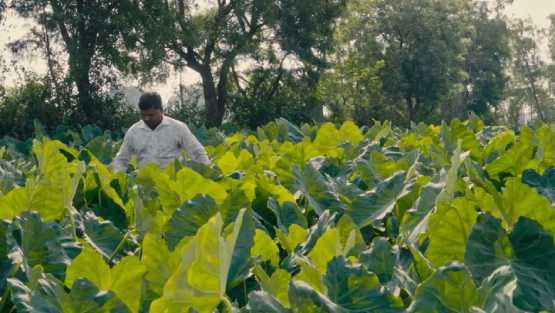 Transforming Agriculture in Uttar Pradesh: World Bank’s $325 Million Initiative for Sustainable Grow