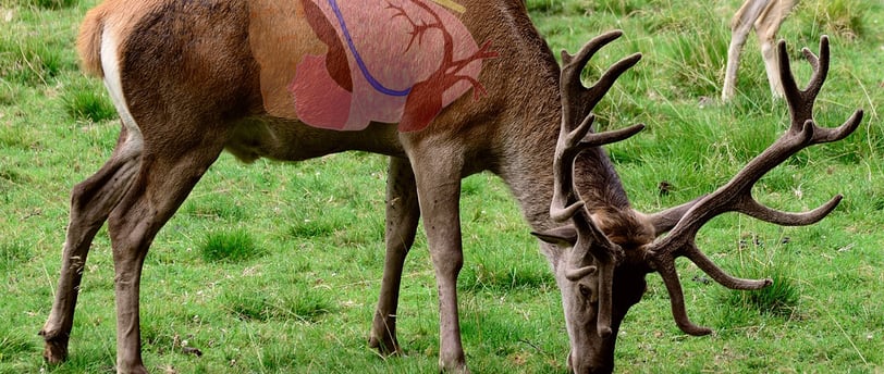 deer with overlay of vital organs