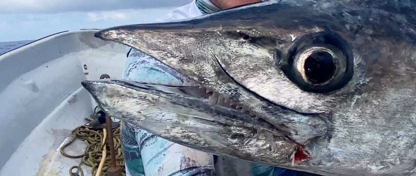 Deep sea fishing - a man holding a King Fish in a boat