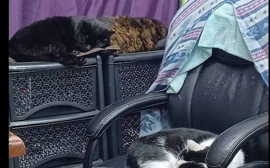 three cat sleeping on a chair in a room