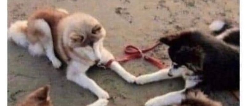 4 huskies holding paws in a circle