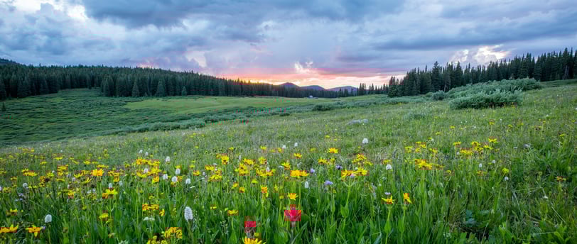 Field of flowers for blog post about preparing for surgery naturally