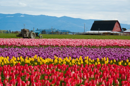 Farm field filled with multiple colors of tulips