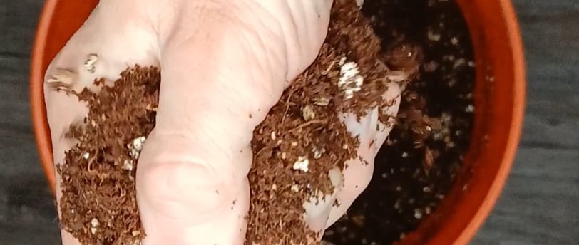 Too wet of mushroom substrate