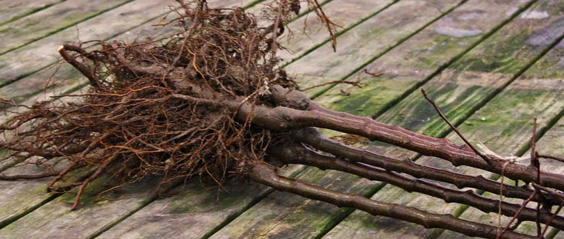 Bare root fruit tree bundle