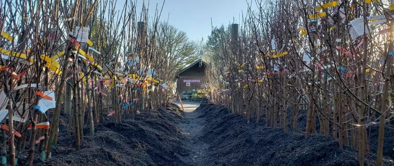Heeled in bare root fruit trees