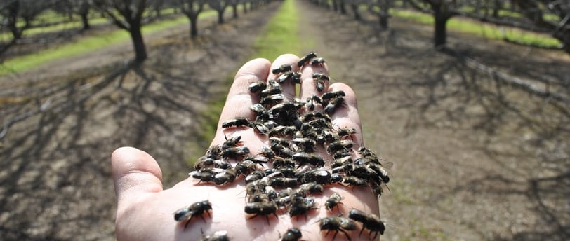 hand holding a bunch of blue orchard bees in an orchard