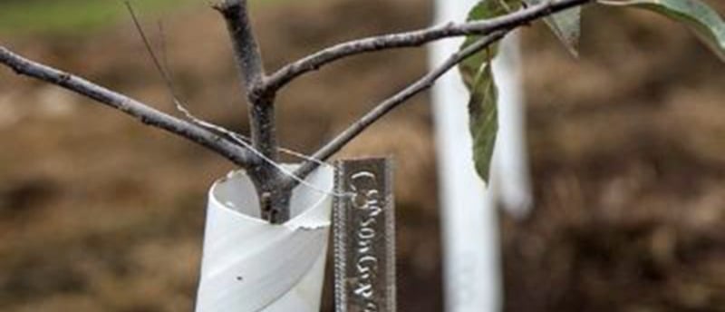 Aluminum plant tag hanging from a tree