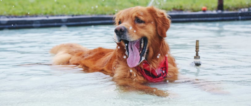 summer heat and adog getting cooled in the water 