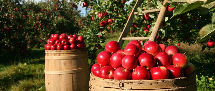 farm to table