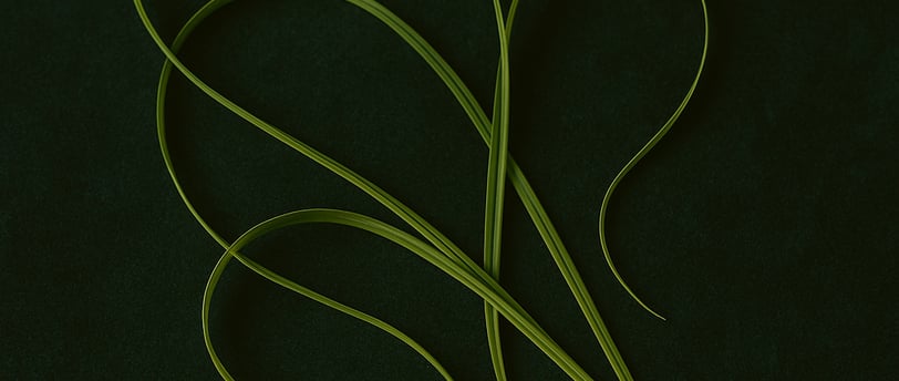 citronella grass blades on a green background