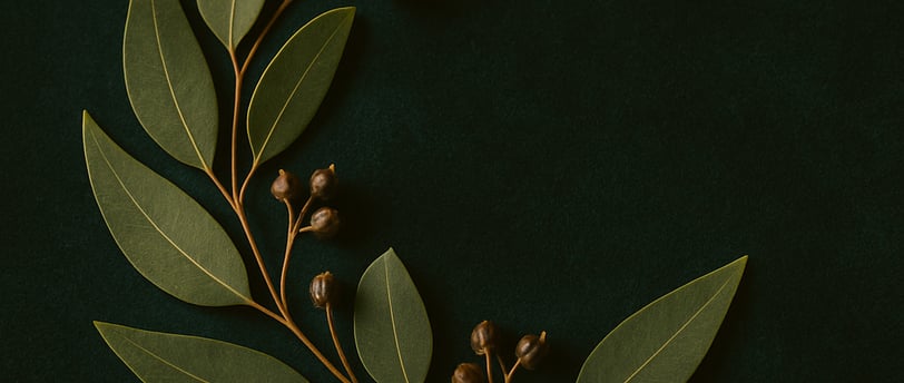a branch of eucalyptus leaves on a green background