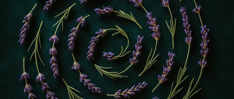 a spiralle of lavender flowers on a green background