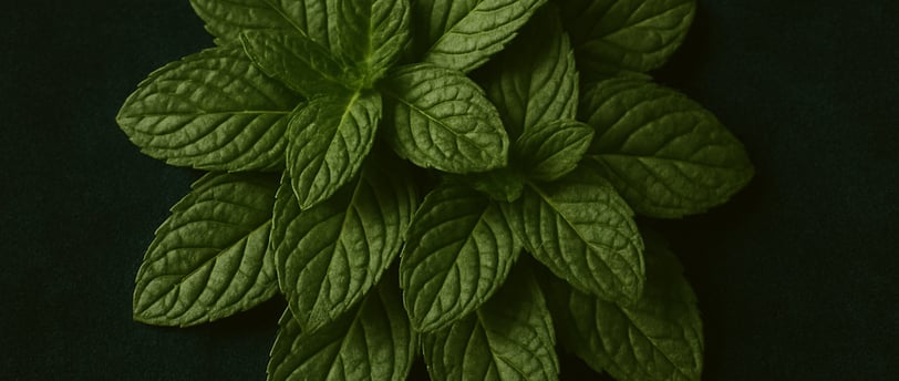 a green peppermint plant with a leafy green leaf on a green background