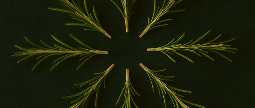 rosemary sprigs on a green background