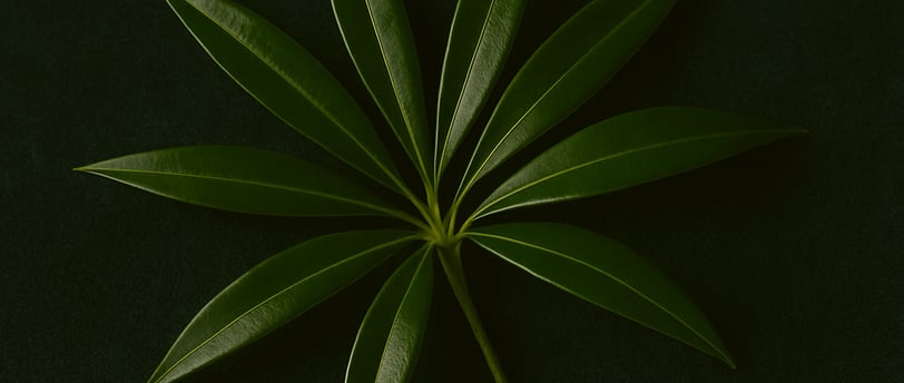 a tea tree plant with leaf on it on a green background