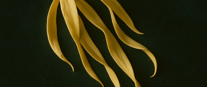 a bunch of ylang ylang on a green background