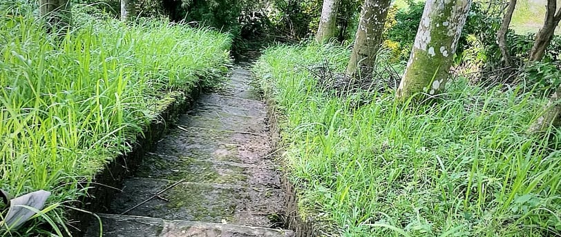 Ancient pathway surrounded by grass and old trees