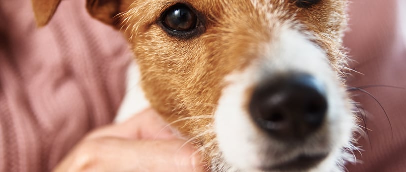Pet Care