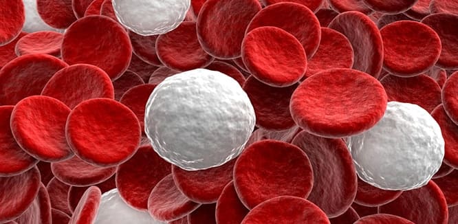 Lenfosit Nedir? Bağışıklık Sistemi Üzerindeki Rolü