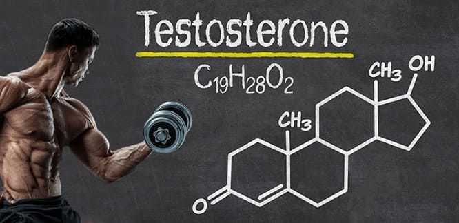Testosteron Testi Nedir? Erkek ve Kadın Sağlığındaki Rolü