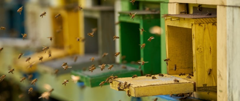 Bees entering their hives