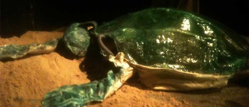 David Noir en costume de tortue | Marée Haute | Photo Adrien Solis