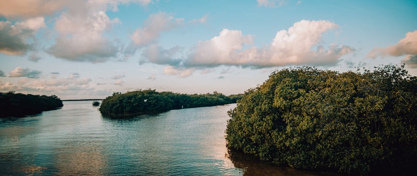 mangrove SIAN KAAN
