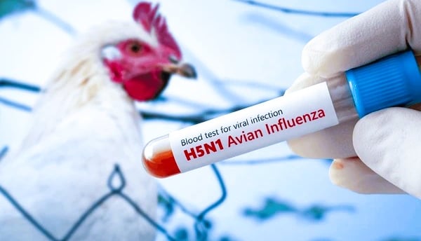 Bird Flu