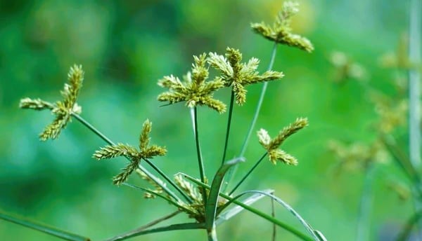 cyperus rotundus