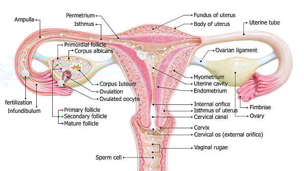 female reproductive system