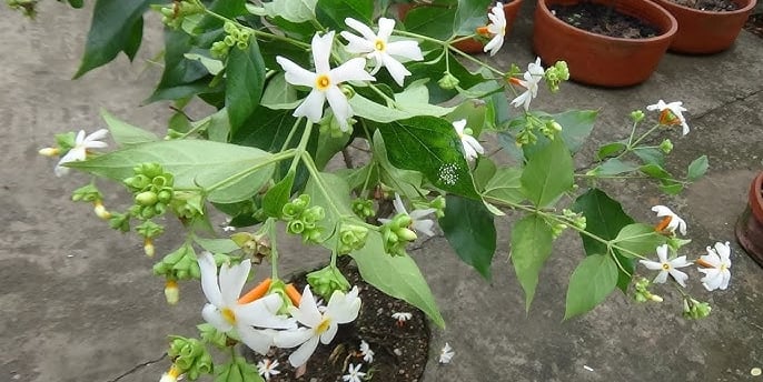 Ganga Siuli