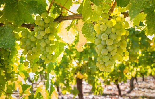 What are the benefits of eating grapes ?