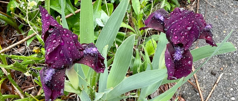 Irises