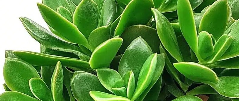planta de jade