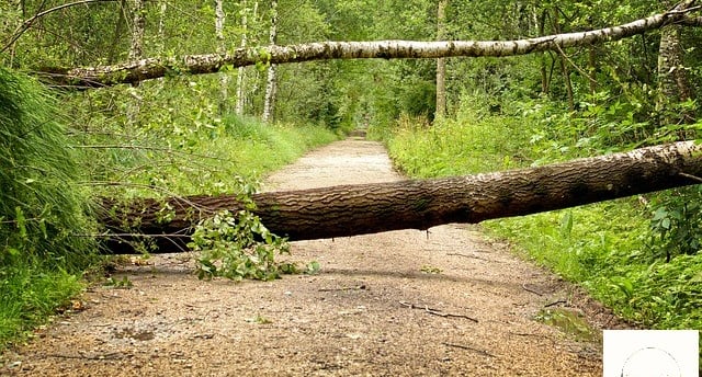 chemin forestier barré par un arbre tombé
