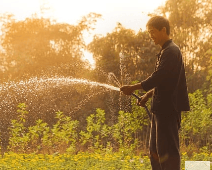 un monsieur en vêtement confortable arrose un jardin déjà vert, soleil, lumière, nourriture