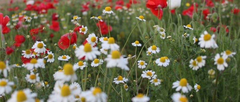 a field of flowers that are in the grass
