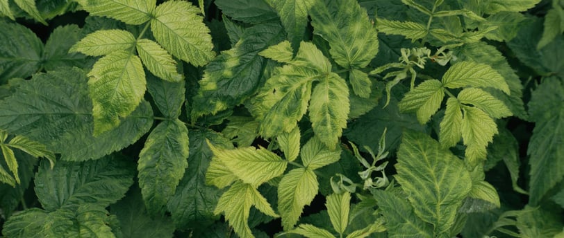 feuille de framboisier