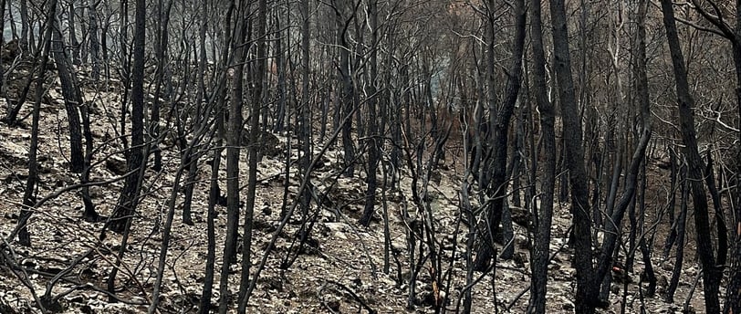 a fire hydrant in a barren area with dead trees