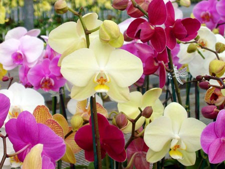 orchid dendrobium phalaenopsis cattleya mokara