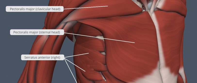 https://qut.pressbooks.pub/app/uploads/sites/34/2020/12/Thorax-muscles-B-2-1024x828.png